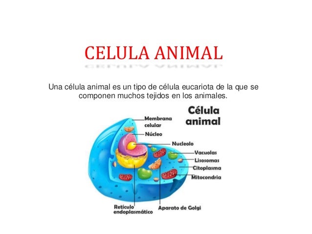 Celula Animal