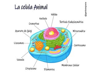 Celula animal, partes y composición