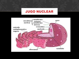JUGO NUCLEAR

 