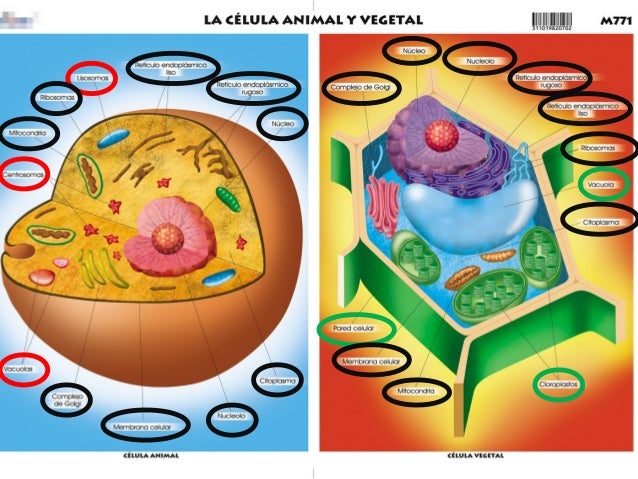 Celula animal vegetal
