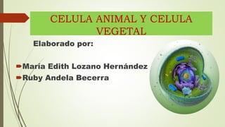 CELULA ANIMAL Y CELULA
VEGETAL
Elaborado por:
María Edith Lozano Hernández
Ruby Andela Becerra
 