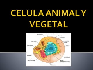 Celula animal y vegetal