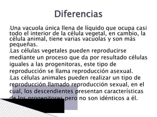 Una vacuola única llena de líquido que ocupa casi
todo el interior de la célula vegetal, en cambio, la
célula animal, tiene varias vacuolas y son más
pequeñas.
Las células vegetales pueden reproducirse
mediante un proceso que da por resultado células
iguales a las progenitoras, este tipo de
reproducción se llama reproducción asexual.
Las células animales pueden realizar un tipo de
reproducción llamado reproducción sexual, en el
cual, los descendientes presentan características
de los progenitores pero no son idénticos a él.
Diferencias
 