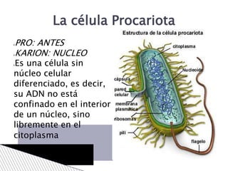 PRO: ANTES
KARION: NUCLEO
Es una célula sin
núcleo celular
diferenciado, es decir,
su ADN no está
confinado en el interior
de un núcleo, sino
libremente en el
citoplasma
La célula Procariota
 