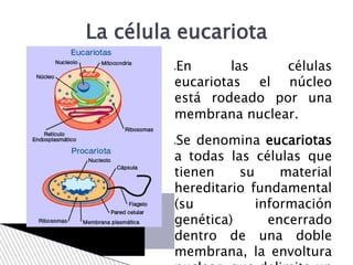 En las células
eucariotas el núcleo
está rodeado por una
membrana nuclear.
Se denomina eucariotas
a todas las células que
tienen su material
hereditario fundamental
(su información
genética) encerrado
dentro de una doble
membrana, la envoltura
La célula eucariota
 