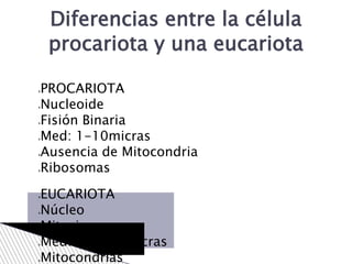 PROCARIOTA
Nucleoide
Fisión Binaria
Med: 1-10micras
Ausencia de Mitocondria
Ribosomas
EUCARIOTA
Núcleo
Mitosis
Med: 10-100micras
Mitocondrias
Diferencias entre la célula
procariota y una eucariota
 
