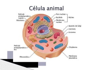 Célula animal
 