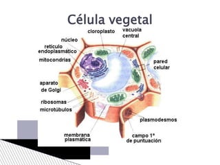 Célula vegetal
 