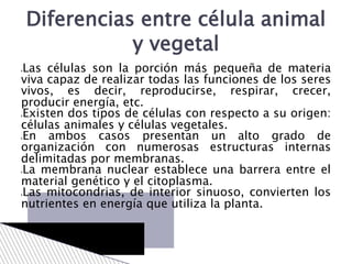Diferencias entre célula animal
y vegetal
Las células son la porción más pequeña de materia
viva capaz de realizar todas las funciones de los seres
vivos, es decir, reproducirse, respirar, crecer,
producir energía, etc.
Existen dos tipos de células con respecto a su origen:
células animales y células vegetales.
En ambos casos presentan un alto grado de
organización con numerosas estructuras internas
delimitadas por membranas.
La membrana nuclear establece una barrera entre el
material genético y el citoplasma.
Las mitocondrias, de interior sinuoso, convierten los
nutrientes en energía que utiliza la planta.
 