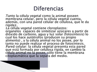 Tanto la célula vegetal como la animal poseen
membrana celular, pero la célula vegetal cuenta,
además, con una pared celular de celulosa, que le da
rigidez.
La célula vegetal contiene cloroplastos:
organelos capaces de sintetizar azúcares a partir de
dióxido de carbono, agua y luz solar (fotosíntesis) lo
cual los hace autótrofos (producen su propio
alimento) , y la célula animal no los posee, por lo
tanto no puede realizar el proceso de fotosíntesis.
Pared celular: la célula vegetal presenta esta pared
que está formada por celulosa rígida, en cambio la
célula animal no la posee, sólo tiene la membrana
citoplasmática que la separa del medio.
Diferencias
 