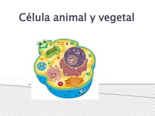 Célula animal y vegetal
 