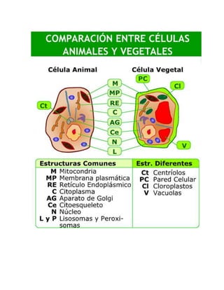Celula animal y vegetal actividad integradora | PDF