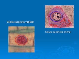 Célula eucariota animal Célula eucariota vegetal 