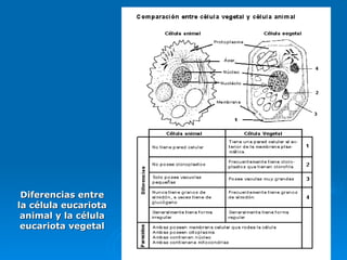 Diferencias entre la célula eucariota animal y la célula eucariota vegetal 