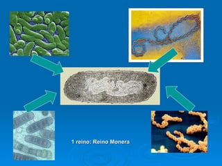 1 reino: Reino Monera 