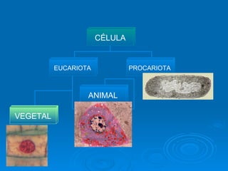 CÉLULA EUCARIOTA ANIMAL PROCARIOTA VEGETAL 