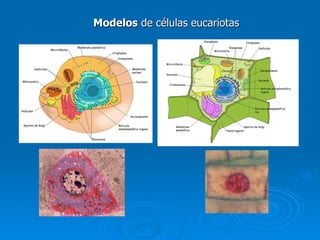 Modelos  de células eucariotas 