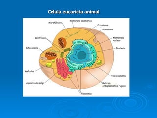 Célula eucariota animal 