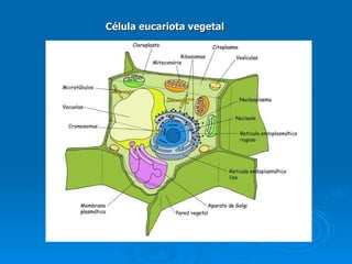 Célula eucariota vegetal 