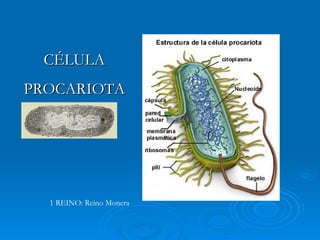 CÉLULA PROCARIOTA 1 REINO: Reino Monera 
