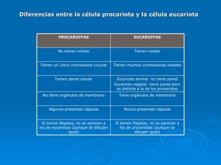 Diferencias entre la célula procariota y la célula eucariota Si tienen flagelos, no se parecen a los de procariotas (aunque se dibujen igual) ‏ Si tienen flagelos, no se parecen a los de eucariotas (aunque se dibujen igual) ‏ Nunca presentan cápsula Algunos presentan cápsula Tiene orgánulos de membrana No tiene orgánulos de membrana Eucariota animal: no tiene pared Eucariota vegetal: tiene pared pero es distinta a la de los procariotas Tienen pared celular Tienen muchos cromosomas lineales Tienen un único cromosoma circular Tienen núcleo No tienen núcleo EUCARIOTAS PROCARIOTAS 