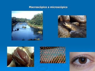 Macroscópico a microscópico 