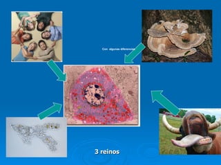 3 reinos Con  algunas diferencias 