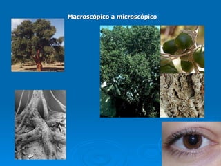 Macroscópico a microscópico 