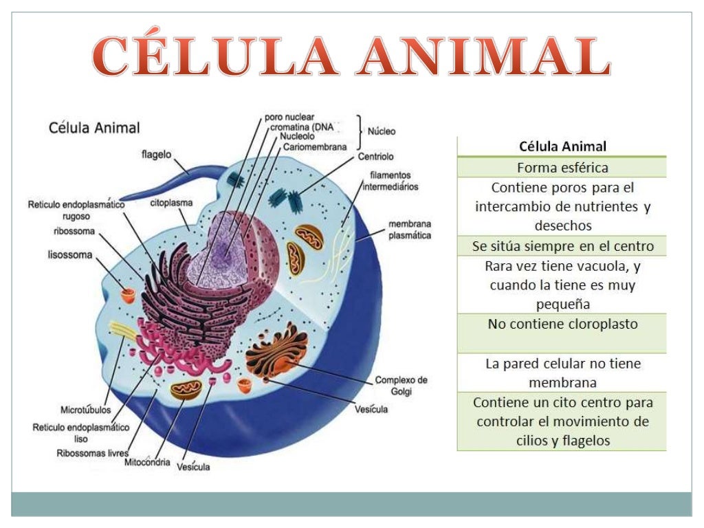 Celula animal y vegetal