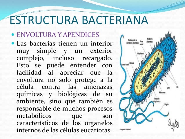 Celula bacteriana