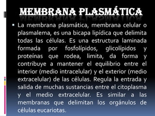 MEMBRANA PLASMÁTICA
 La membrana plasmática, membrana celular o

plasmalema, es una bicapa lipídica que delimita
todas las células. Es una estructura laminada
formada por fosfolípidos, glicolípidos y
proteínas que rodea, limita, da forma y
contribuye a mantener el equilibrio entre el
interior (medio intracelular) y el exterior (medio
extracelular) de las células. Regula la entrada y
salida de muchas sustancias entre el citoplasma
y el medio extracelular. Es similar a las
membranas que delimitan los orgánulos de
células eucariotas.

 