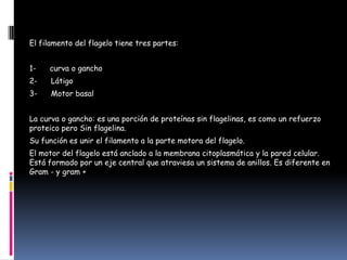 El filamento del flagelo tiene tres partes:
1-

curva o gancho

2-

Látigo

3-

Motor basal

La curva o gancho: es una porción de proteínas sin flagelinas, es como un refuerzo
proteico pero Sin flagelina.
Su función es unir el filamento a la parte motora del flagelo.
El motor del flagelo está anclado a la membrana citoplasmática y la pared celular.
Está formado por un eje central que atraviesa un sistema de anillos. Es diferente en
Gram - y gram +

 