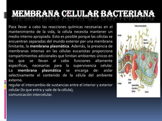 MEMBRANA CELULAR BACTERIANA
Para llevar a cabo las reacciones químicas necesarias en el
mantenimiento de la vida, la célula necesita mantener un
medio interno apropiado. Esto es posible porque las células se
encuentran separadas del mundo exterior por una membrana
limitante, la membrana plasmática. Además, la presencia de
membranas internas en las células eucariotas proporciona
compartimientos adicionales que limitan ambientes únicos en
los que se llevan al cabo funciones altamente
específicas, necesarias para la supervivencia celular.
La membrana plasmática se encarga de: aislar
selectivamente el contenido de la célula del ambiente
externo.
regular el intercambio de sustancias entre el interior y exterior
celular (lo que entra y sale de la célula);
comunicación intercelular.

 