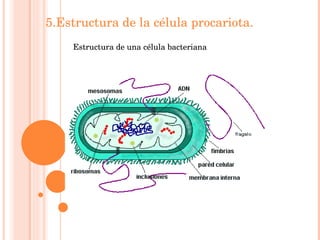 5.Estructura de la célula procariota. Estructura de una célula bacteriana 
