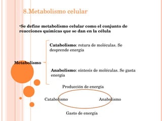 8.Metabolismo celular <ul><li>Se define metabolismo celular como el conjunto de reacciones químicas que se dan en la célul...