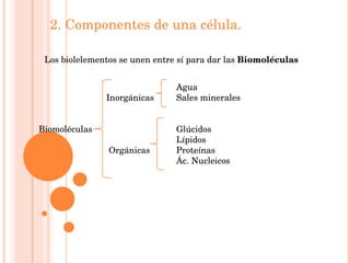 2. Componentes de una célula. Los biolelementos se unen entre sí para dar las  Biomoléculas Agua Inorgánicas Sales mineral...