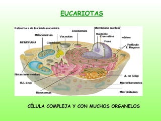 EUCARIOTAS CÉLULA COMPLEJA Y CON MUCHOS ORGANELOS 