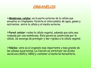 Membrana celular :  es la parte externa de la célula que envuelve el citoplasma. Permita el intercambio de agua, gases y nutrientes  entre la célula y el medio externo. Pared celular : rodea la célula vegetal, además que esta sea rodeada por una membrana. Esta pared es construida por la célula. Se encarga de proteger y dar rigidez a la célula vegetal. Núcleo:  este es el organelo mas importante y mas grande de las células eucariontas. La función es  sintetizar los ácidos nucleicos (ADN y ARN) y contener el material hereditario.  ORGANELOS 
