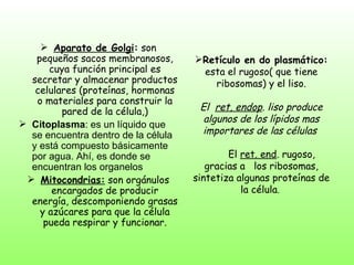 Aparato de Golgi :  son pequeños sacos membranosos, cuya función principal es secretar y almacenar productos celulares (proteínas, hormonas o materiales para construir la pared de la célula,) Citoplasma : es un líquido que se encuentra dentro de la célula y está compuesto básicamente por agua. Ahí, es donde se encuentran los organelos Mitocondrias:  son orgánulos encargados de producir energía, descomponiendo grasas y azúcares para que la célula pueda respirar y funcionar. Retículo en do plasmático:  esta el rugoso( que tiene ribosomas) y el liso. El  ret, endop . liso produce algunos de los lípidos mas importares de las células   El  ret. end . rugoso, gracias a  los ribosomas, sintetiza algunas proteínas de la célula .  