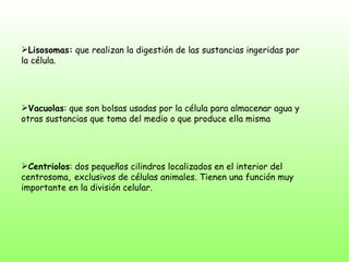 Lisosomas:  que realizan la digestión de las sustancias ingeridas por la célula.  Vacuolas : que son bolsas usadas por la célula para almacenar agua y otras sustancias que toma del medio o que produce ella misma  Centriolos : dos pequeños cilindros localizados en el interior del centrosoma,   exclusivos de células animales. Tienen una función muy importante en la división celular. 