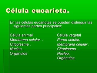 Célula eucariota.
 En las células eucariotas se pueden distinguir las
   siguientes partes principales:

 Célula animal               Célula vegetal
 Membrana celular .          Pared celular.
 Citoplasma .                Membrana celular .
 Núcleo .                    Citoplasma .
 Orgánulos                   Núcleo.
                             Orgánulos.
 