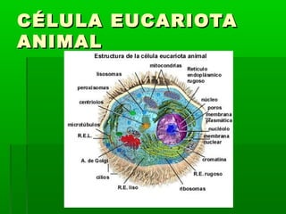 CÉLULA EUCARIOTA
ANIMAL
 