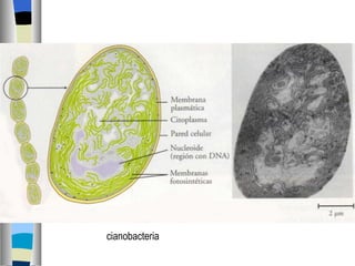 cianobacteria 