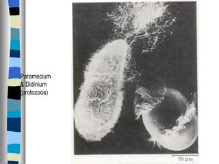 Paramecium & Didinium (protozoos) 