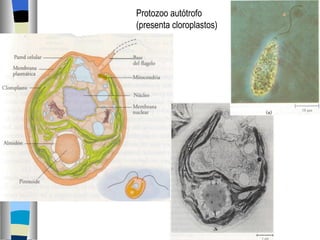 Protozoo autótrofo (presenta cloroplastos) 