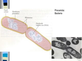 Procariota: Bacteria 