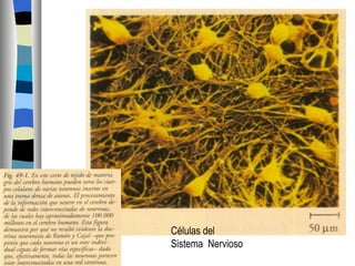 Células del Sistema  Nervioso 