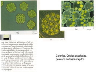 Colonias. Células asociadas,  pero aún no forman tejidos 