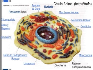 Ribosomas  libres Cromatina Mitocondria Retículo Endoplásmico Rugoso Aparato  de Golgi Lisosomas Citoplasma Retículo Endoplásmico liso Nucleolo Membrana Nuclear Membrana Celular Centriolos Célula Animal (heterótrofo) Citoesqueleto Cilios y  Flagelos 
