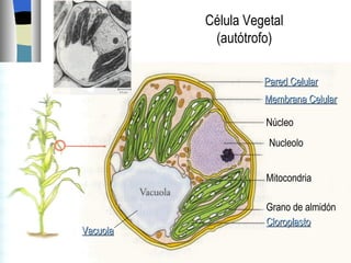 Pared Celular Membrana Celular Célula Vegetal (autótrofo) Núcleo Nucleolo Mitocondria Grano de almidón Cloroplasto Vacuola 